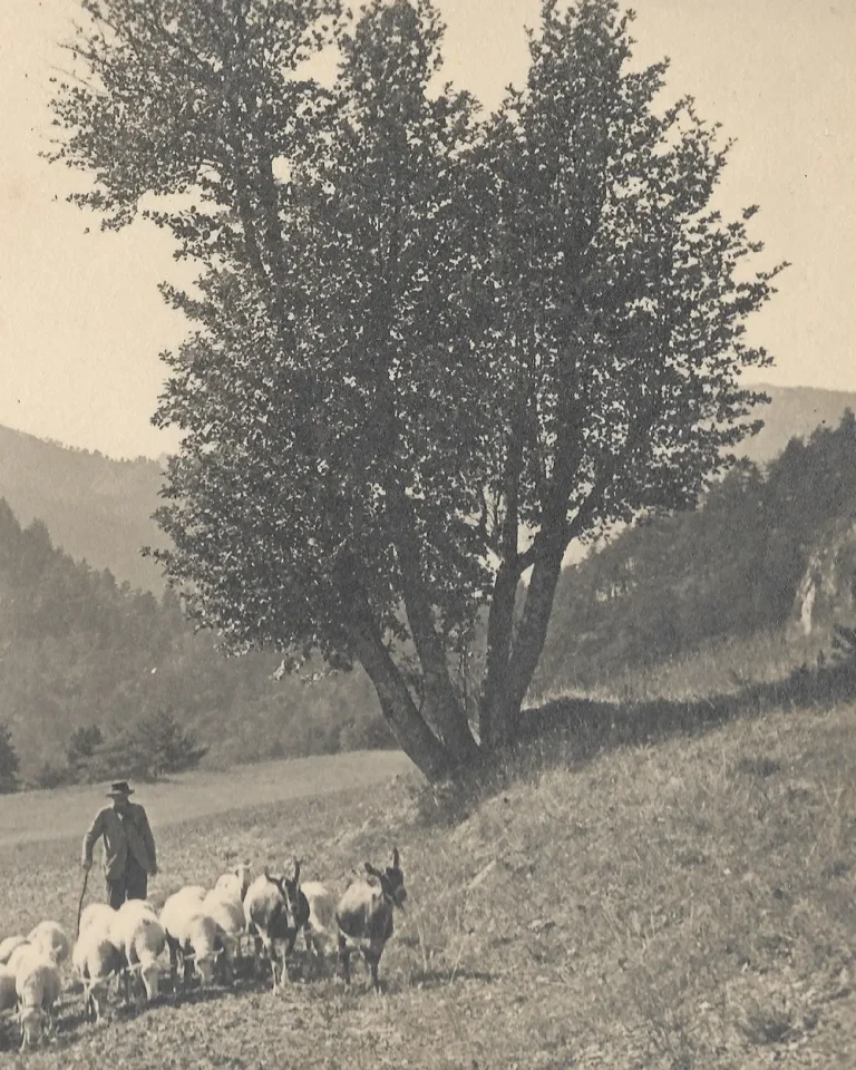 Détail de carte Postale Mont Aiguille, Chichilianne, Isère | circa. 1930 | Scène pastorale, avec berger, moutons, vue de paysage, montagne (Mont Aiguille) | Prise depuis la plaine Richardière/Chichilianne | Editeurs/Photographes : Martinotto Frères.