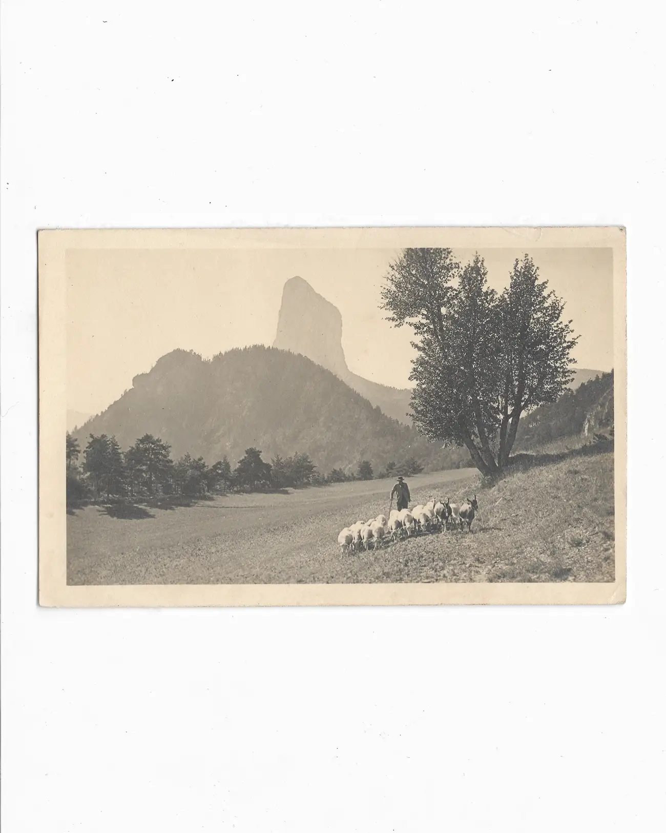 Carte Postale Mont Aiguille, Chichilianne, Isère | circa. 1930 | Scène pastorale, avec berger, moutons, vue de paysage, montagne | Editeurs/Photographes : Martinotto Frères. Prise depuis la plaine Richardière/Chichilianne.