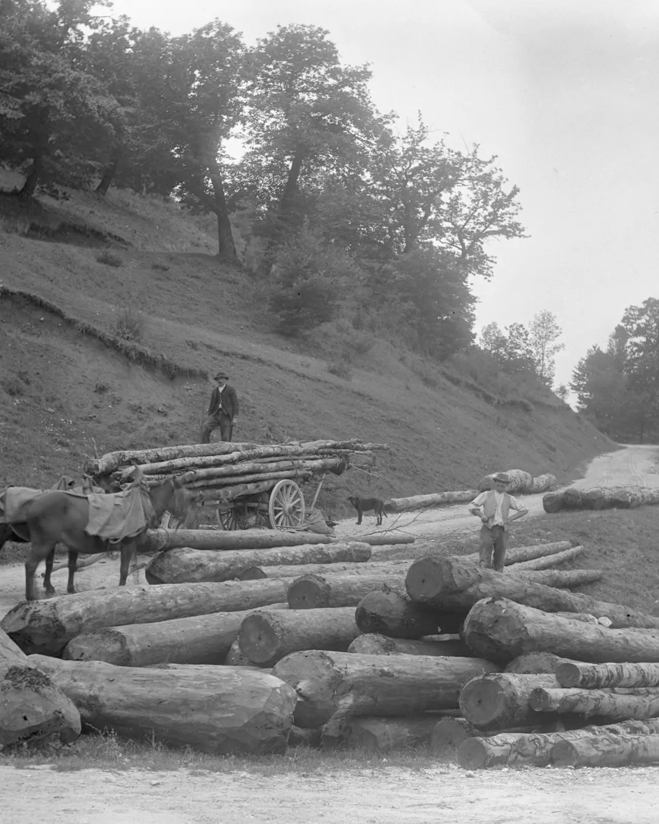 Forêt de Lente - Débardage Bois - Historique Alpin - Detail